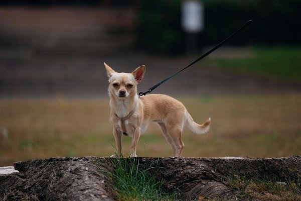 Innovations in tattooing : advanced techniques and inks